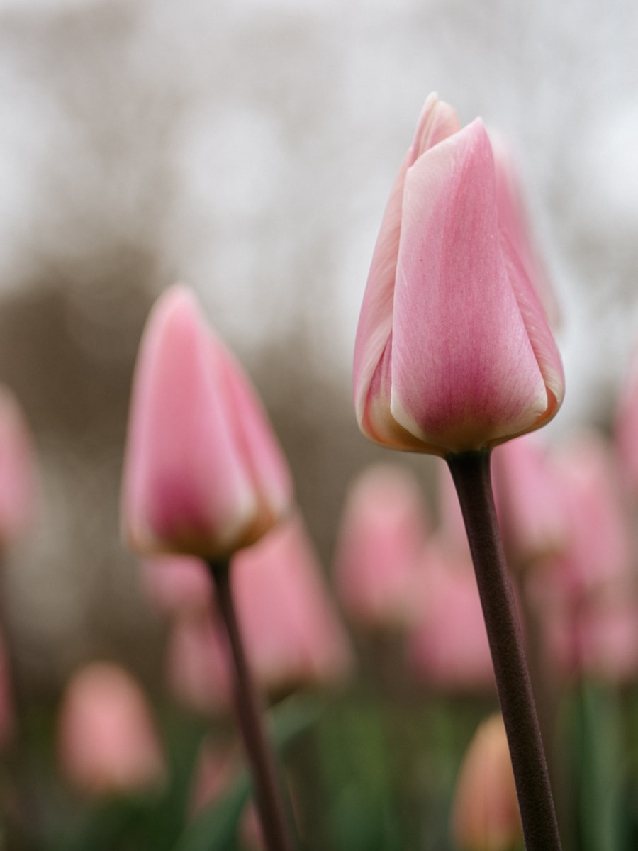 pink tulip in bloom during daytime