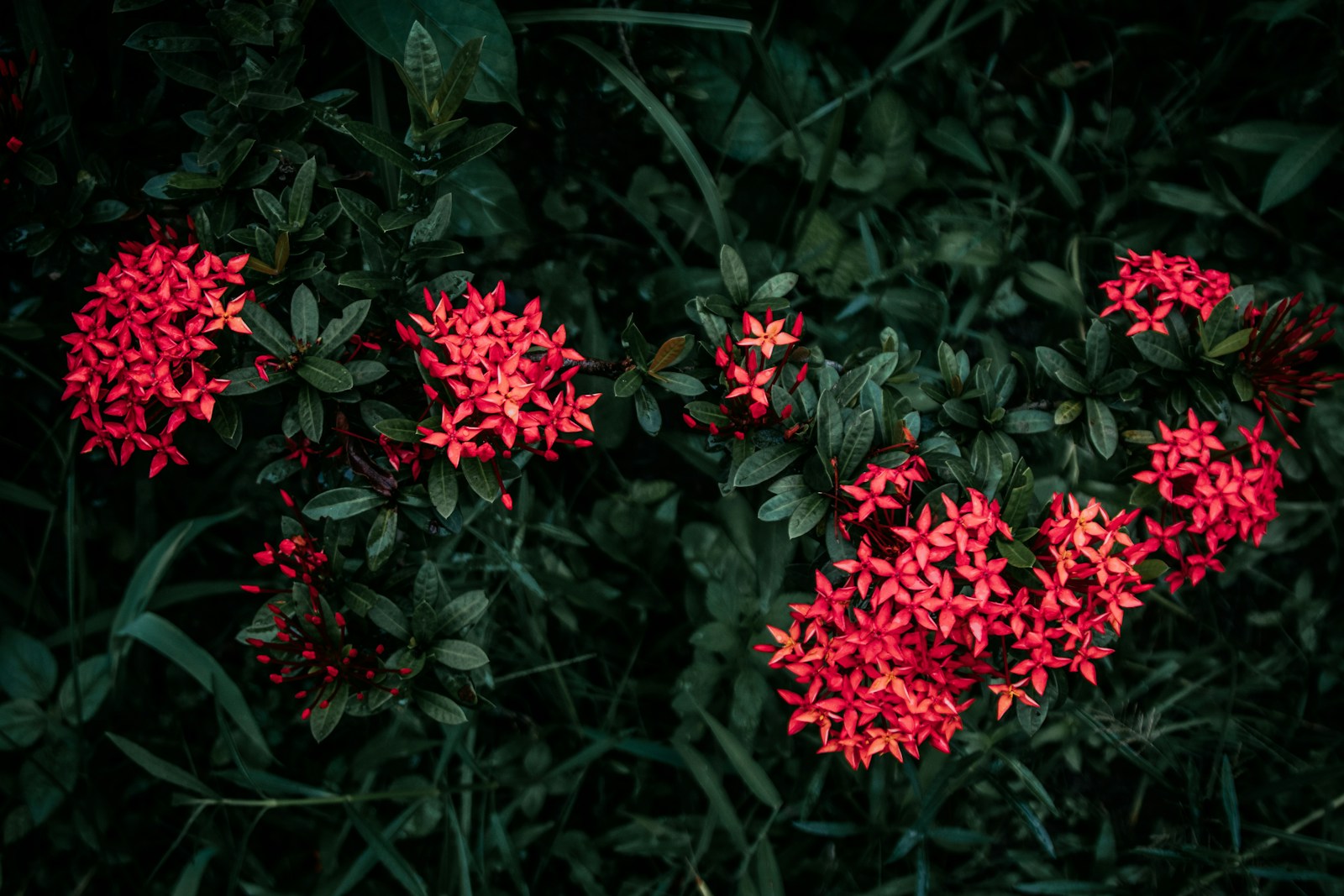 a bunch of red flowers that are in the grass